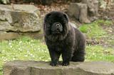 CHOW CHOW 686